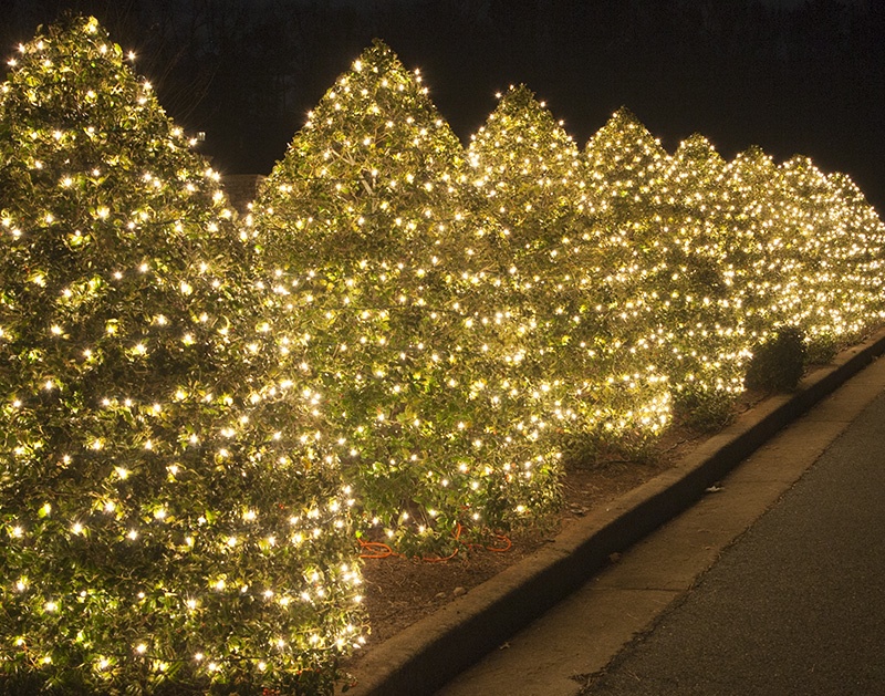 christmas lights on bushes
